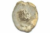 Fossil Ornithischian Dinosaur Vertebra - Colorado #352276-2
